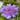 Stokesia laevis 'Mel's Blue' 9cm/2L