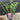 Syringa 'Josee' (Reblooming Lilac) 4L