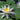 White Hermine Water Lily - Pond Plants - LW11