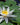 White Hermine Water Lily - Pond Plants - LW11