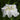 Iris Kaempferi 'White Lady' - Marginal Pond Plants - BP115