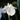 Iris Kaempferi 'White Lady' - Marginal Pond Plants - BP115