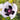 Papaver orientale  'Royal Wedding' | Oriental Poppy 9cm/2L