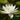Nymphaea White Sultan - 2026