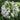 Agapanthus 'Africanus' - African Lily  (White)  1.5L
