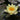 Nymphaea Yellow Sensation - 2026