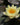 Nymphaea Yellow Sensation - 2026