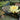 Yellow Sensation Water Lily - Pond Plants - MW30