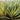Yucca 'Color Guard'