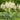 Yucca filamentosa