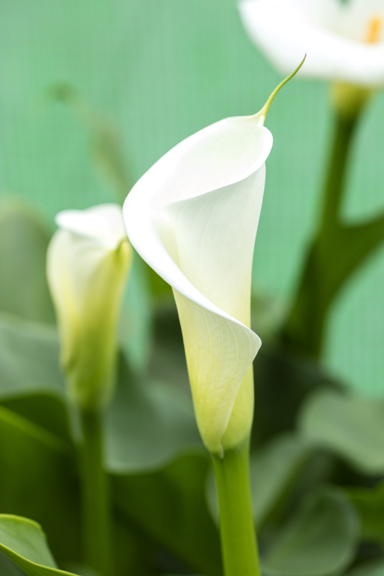 calla lily pond plant Zantedeschia aethiopica (Arum lily) - Marginal Pond Plants