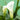 Zantedeschia aethiopica Bulb