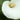 Zantedeschia aethiopica Bulb
