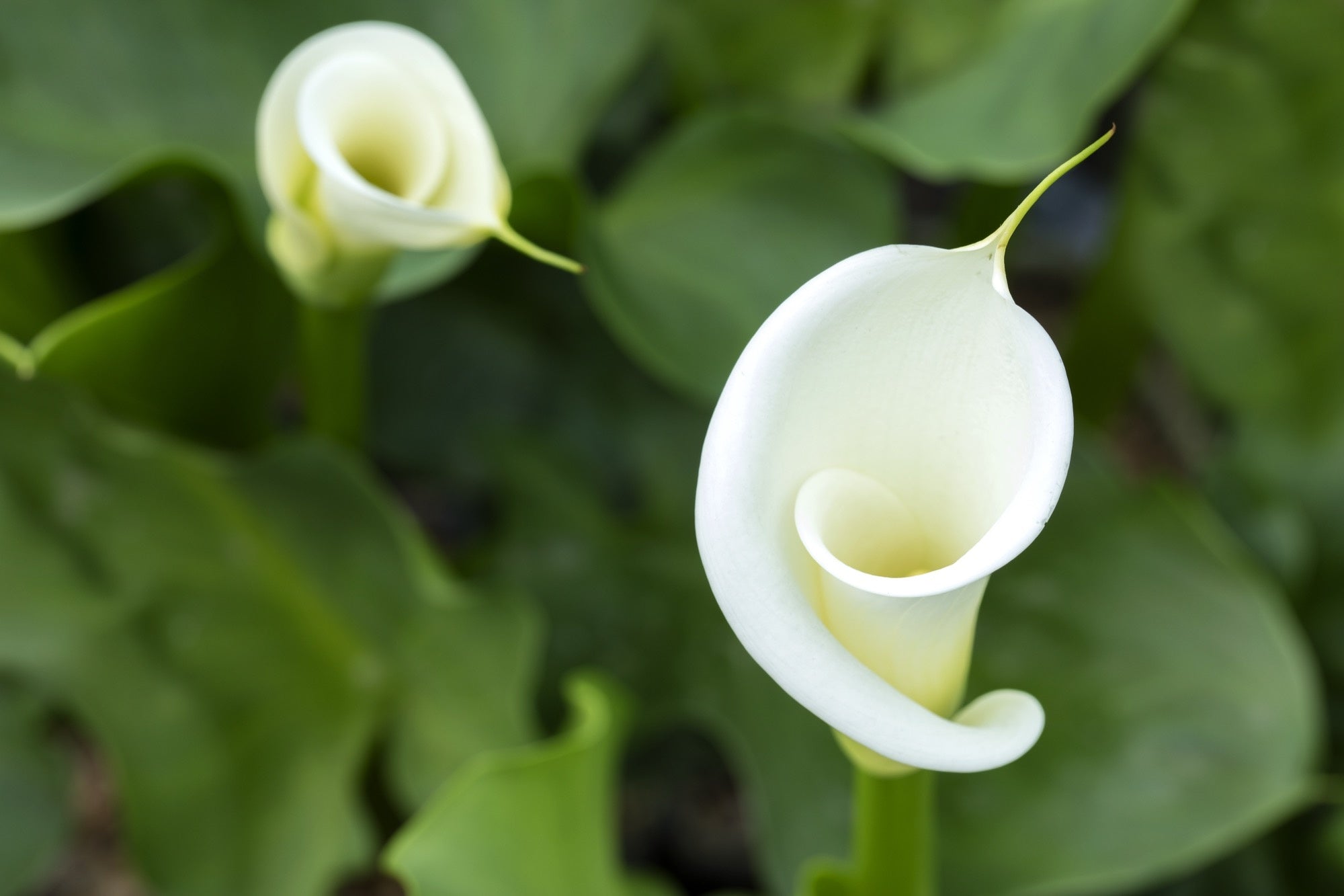 calla lily pond plant Zantedeschia aethiopica (Arum lily) - Marginal Pond Plants