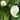 Zantedeschia aethiopica Bulb