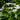 Zantedeschia aethiopica Bulb