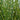 Miscanthus sinensis ‘Strictus’ 2L