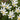 Zephyranthes candida - Marginal Pond Plants - MP125
