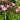 Zephyranthes graniflora - MP126 Packs
