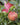 Adams's Pearmain Apple