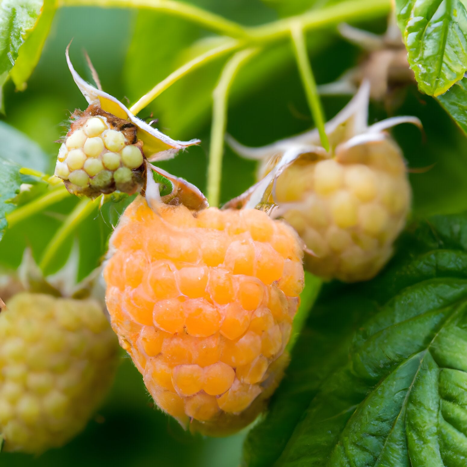 One Gold Raspberry Allgold Raspberry – Lincspplants
