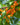 Aprikyra (Cherrycot) Cherry