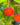 Arbutus Unedo Strawberry Tree