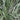 Phalaris arundinacea var picta (Gardener's garters) - Marginal Pond Plants - BP093