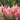Astilbe Pink 2L