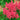 Astilbe - Visions in Pink 1.5L