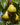 Beurre Hardy Pear