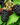 Black Butte Blackberries