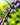 Blue Tit Plum
