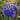 Iris laevigata 'Royal Cartwheel'  - Marginal Pond Plants  - Pond Plants - Water Plants - MP327B