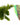 Ceratophyllum (Hornwort) - 1 - 50 Bunches / Oxygenating Pond Water Plants - Weighted - OX003