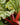 Champagne Rhubarb