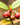 Flambeau Chilean