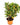 Patio Fruits Selection - Lincolnshire Fruits