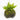 Java Fern + Java Moss Coconut - Tropical Water Live Aquarium Plants
