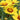 Coreopsis - Baby Gold 1.5L