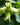 Cosford Cobnut