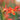 Crocosmia 'Carmine Brilliant' 9cm/2L
