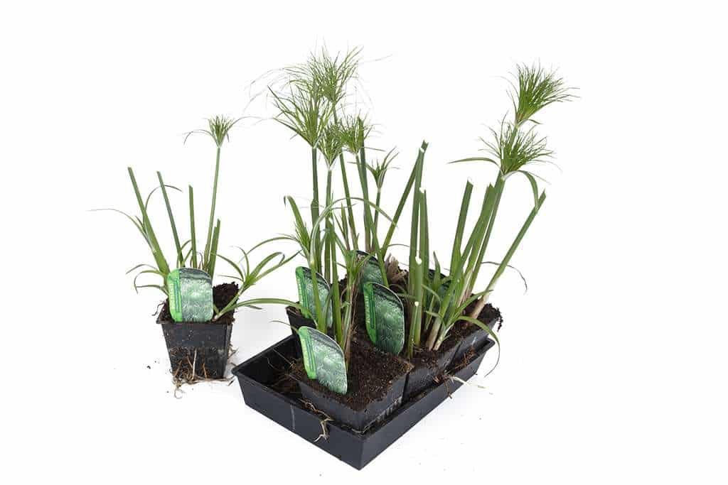 king tut plant indoors Cyperus Percamenthus 'King Tut' - Marginal Pond Plants