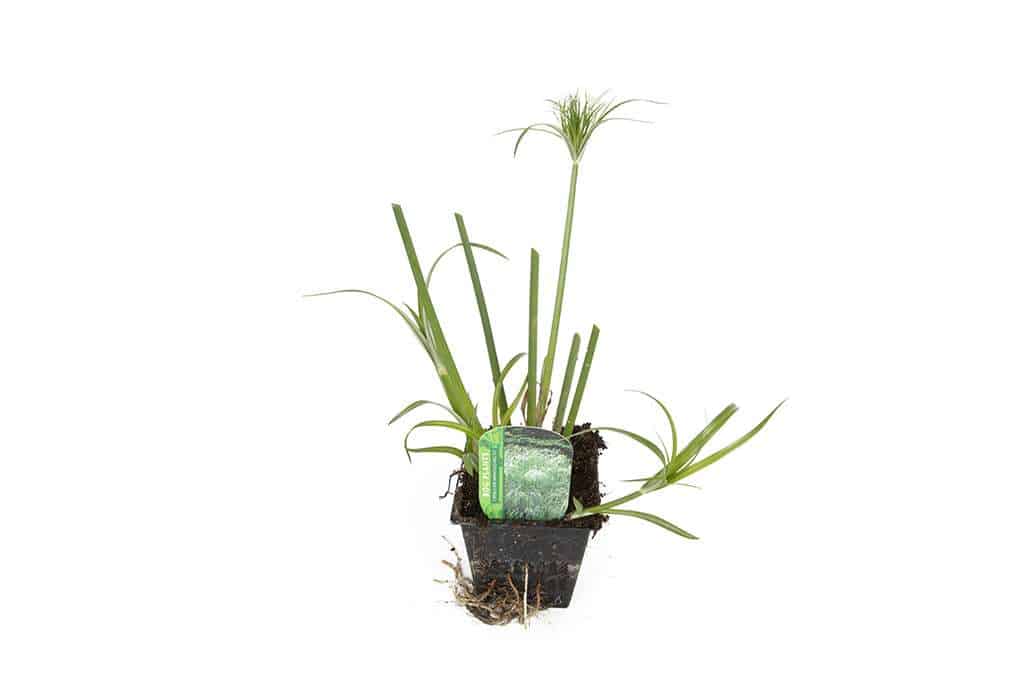king tut plant indoors Cyperus Percamenthus 'King Tut' - Marginal Pond Plants