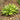 Hosta 'Little Tuft', plantain lily, garden plant