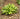Hosta 'Little Tuft', plantain lily, garden plant