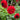 Dahlia ‘Bishop of Llandaff’ - Garden Plants  - Bulbs - DAHBIS01
