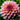 Dahlia ‘Wizard of Oz’ - Garden Plants  - Bulbs - DAHWIZ01
