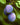 Farleigh Damson