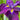 Iris ensata "Eileens Dream" - Marginal Pond Plants - BP055